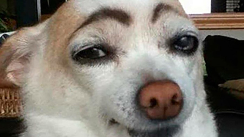 Ảnh chế chó ngáo ngơ, một trong những kiểu ảnh chế hài hước mới nhất về động vật được yêu thích