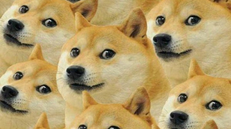 Ảnh chế chó với khuôn mặt 'buồn thiu', thể hiện cảm xúc đa dạng của chó trong ảnh chế hài hước