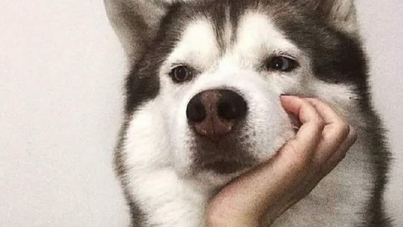 Ảnh chế meme chó so sánh với con người, tạo hiệu ứng gây cười bất ngờ trong ảnh chế hài hước mới nhất