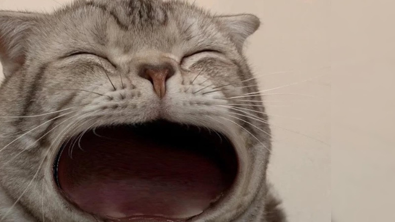 Ảnh chế mèo mặt quạu, thể hiện nét tính cách hài hước của loài mèo trong ảnh chế