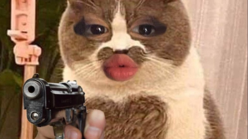 Ảnh chế mèo và người, minh họa mối quan hệ đáng yêu và hài hước trong ảnh chế