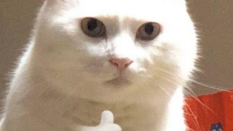 Ảnh chế mèo với khuôn mặt biểu cảm mạnh, rất thích hợp để tạo meme hài hước