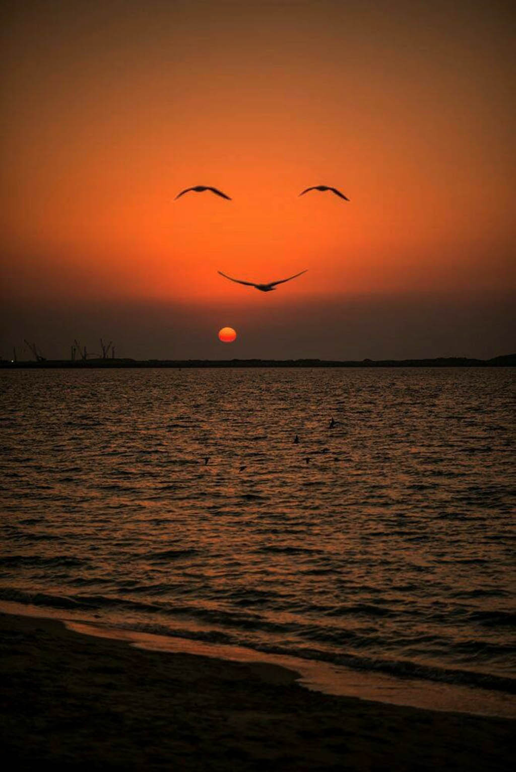 Ảnh chim cô đơn ngồi trên cành cây nhìn về phía hoàng hôn