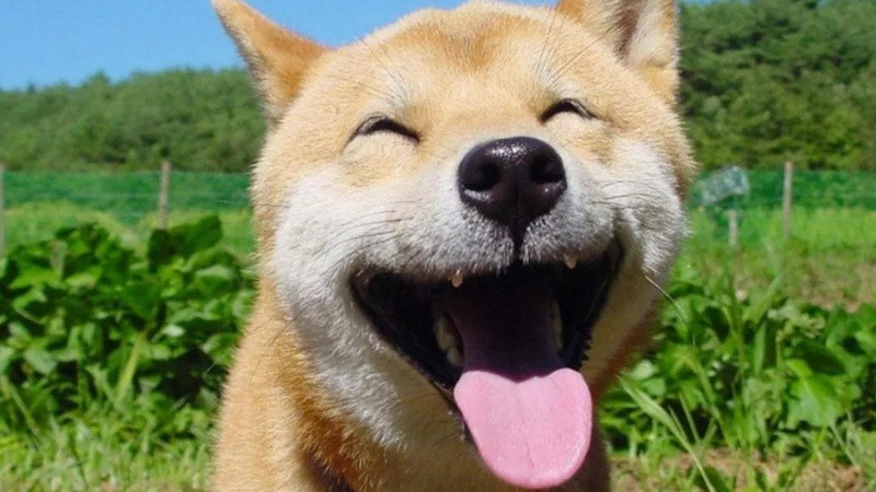 Ảnh chó ngộ nghĩnh tạo meme vui nhộn