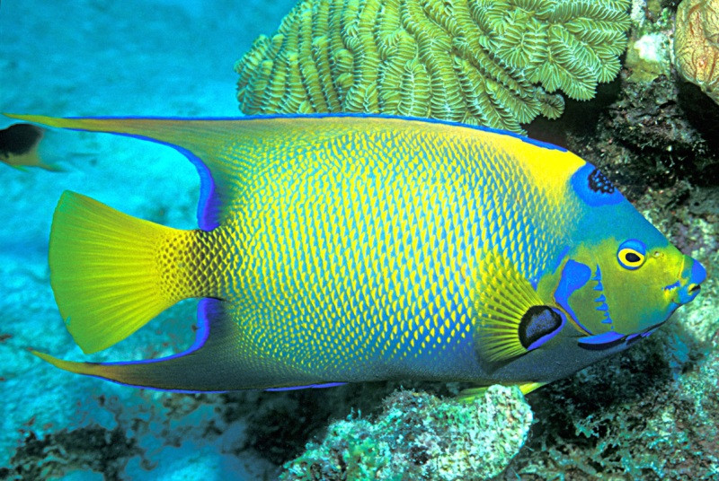 Ảnh chú cá nhiệt đới bơi gần rạn san hô dưới biển