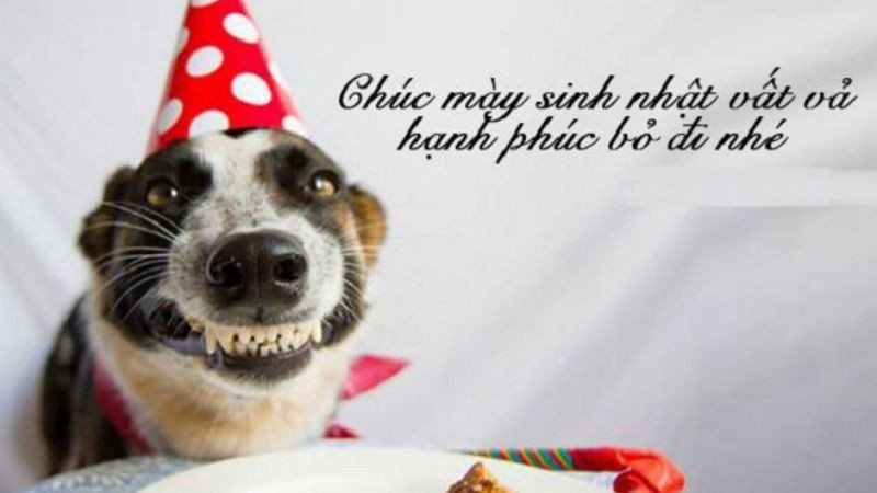 Ảnh chúc mừng sinh nhật bá đạo chế hình mèo hài hước