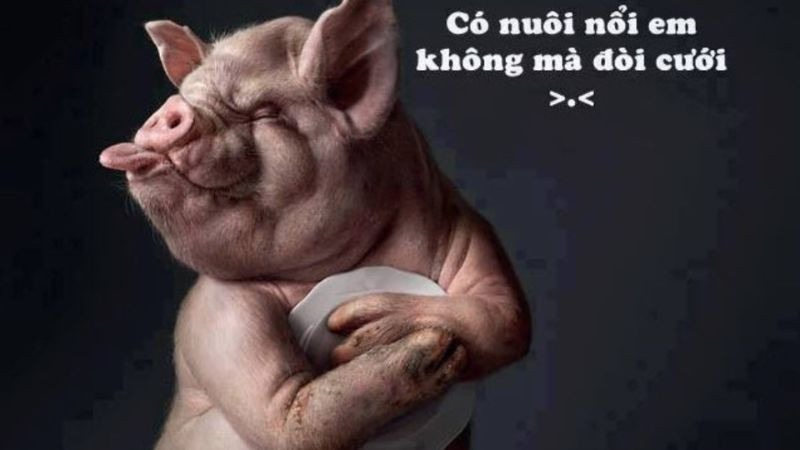 Ảnh chụp chú mèo ngồi trong chiếc hộp giấy nhỏ, đôi mắt mở to vẻ ngạc nhiên