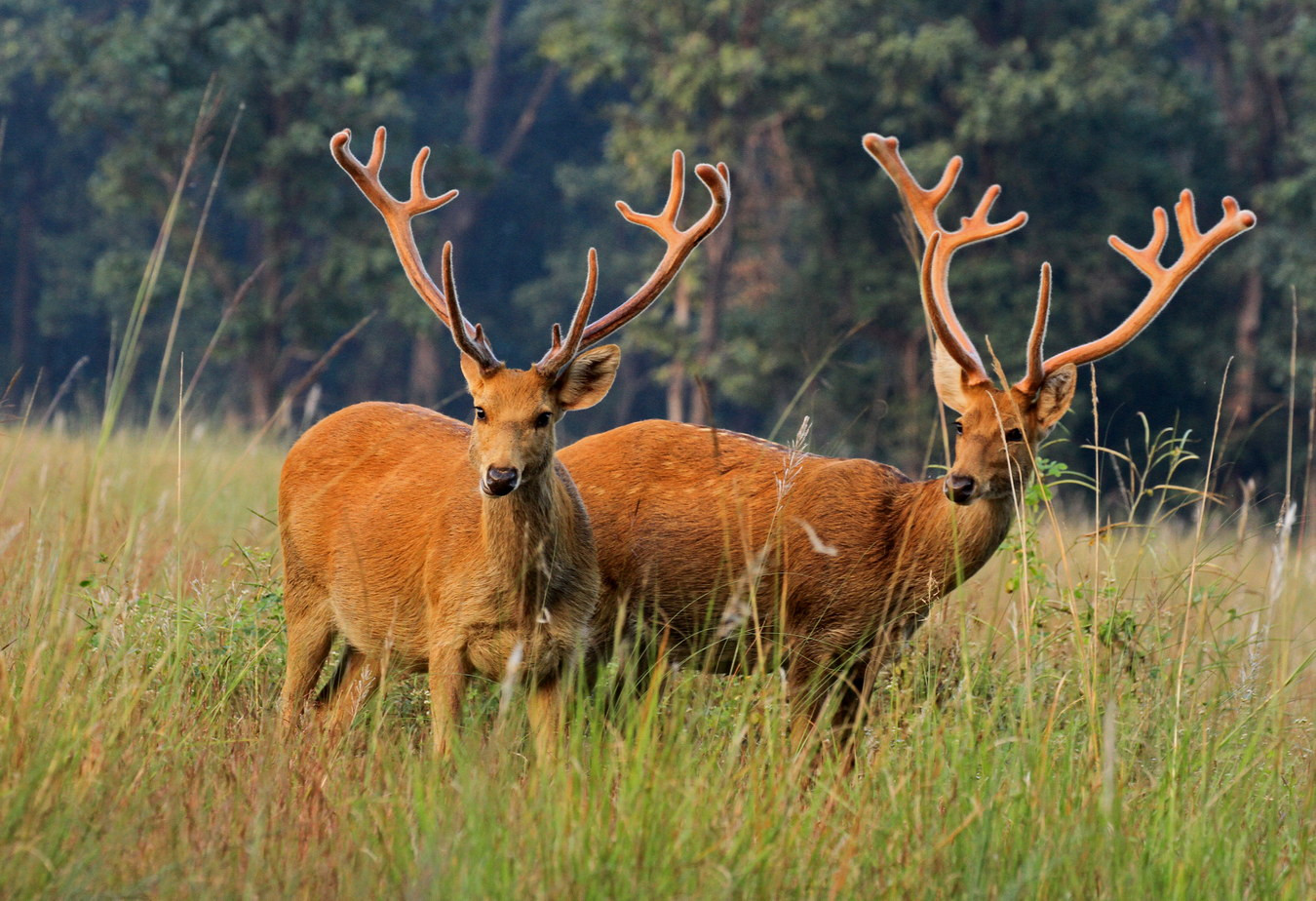 Ảnh chụp hai con nai đứng gần nhau trong rừng