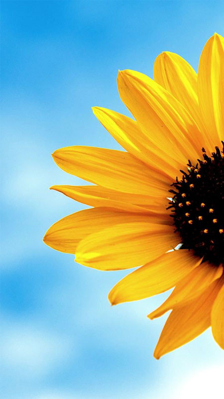 Ảnh chụp hoa hướng dương từ góc thấp trong buổi sáng