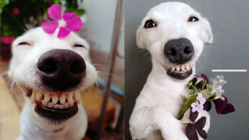 Ảnh chụp một chú vẹt trông như đang cười khoái chí