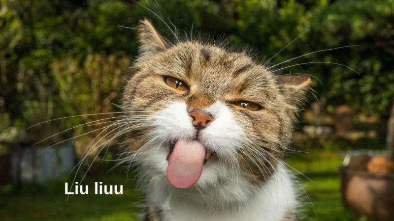 Ảnh chụp một con chim đậu trên cành cây, trông như đang cười phá lên