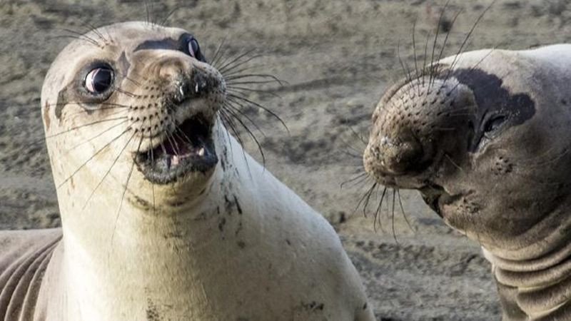 Ảnh chụp một con chim đậu trên cành cây với biểu cảm &quot;khó đỡ&quot;