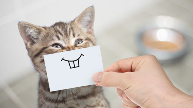 Ảnh chụp một con sóc đang nhảy giữa không trung với dáng vẻ hài hước