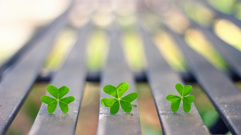 Ảnh cỏ bốn lá 4K với giọt sương trên lá