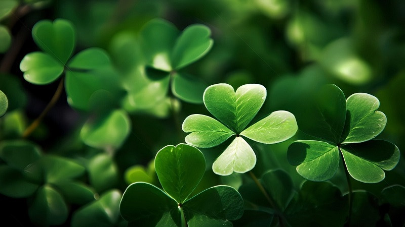 Ảnh cỏ bốn lá được vẽ thêm khuôn mặt mỉm cười đáng yêu