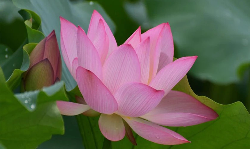 Ảnh đại diện hoa sen đẹp và ý nghĩa