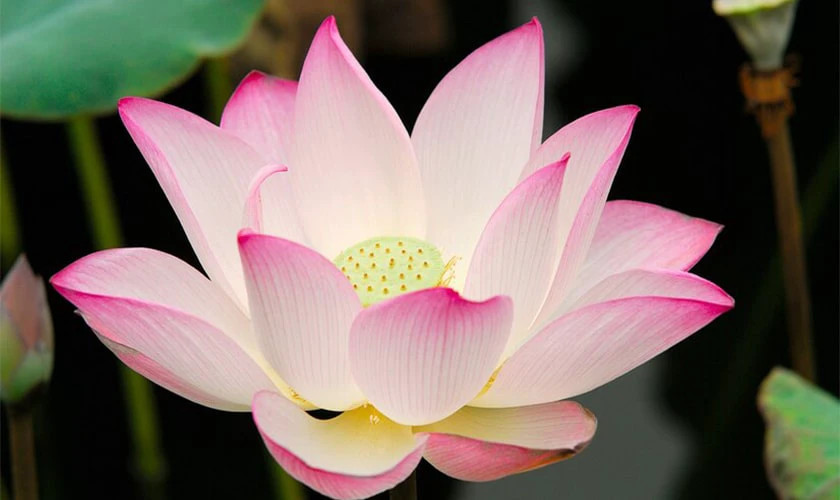 Ảnh đại diện hoa sen thanh thoát