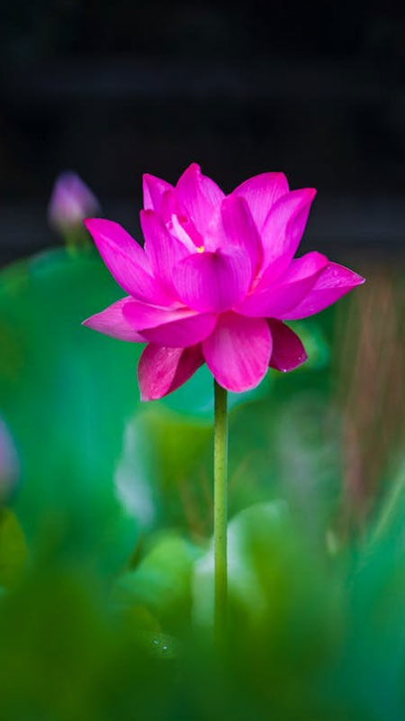 ảnh đại diện Zalo bó hoa sen