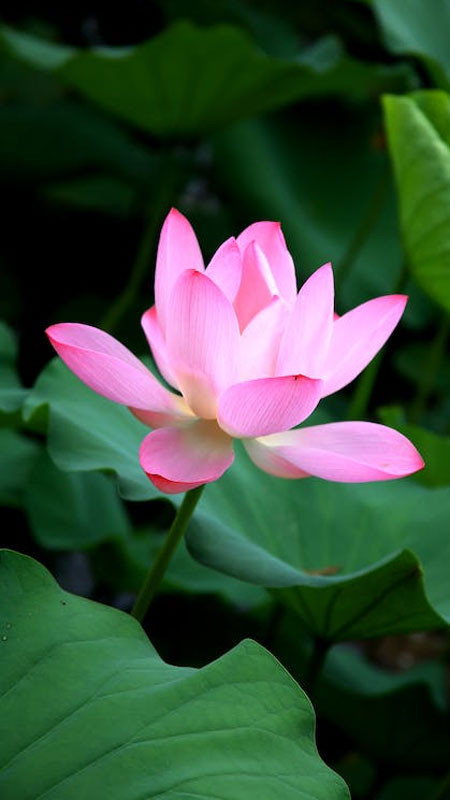 ảnh đại diện Zalo đầm sen