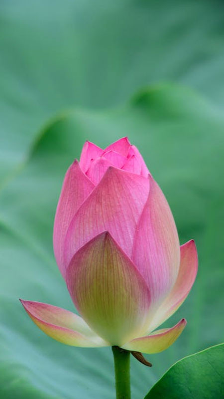 ảnh đại diện Zalo hình hoa sen hồng