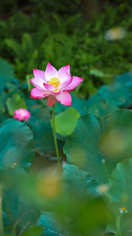 ảnh đại diện Zalo hình hoa sen trắng