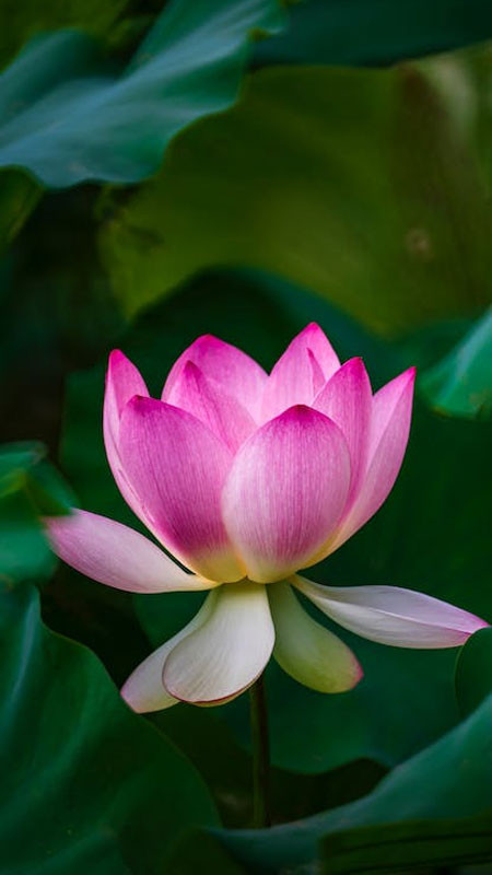 ảnh đại diện Zalo hình nụ sen