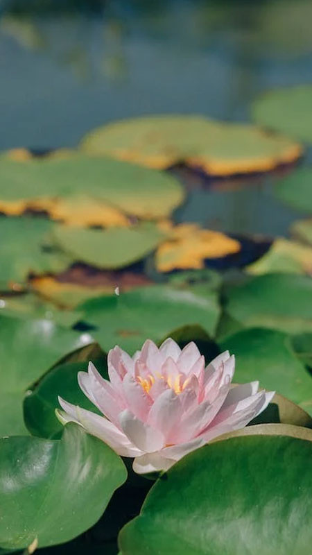 ảnh đại diện Zalo hoa sen dưới nắng