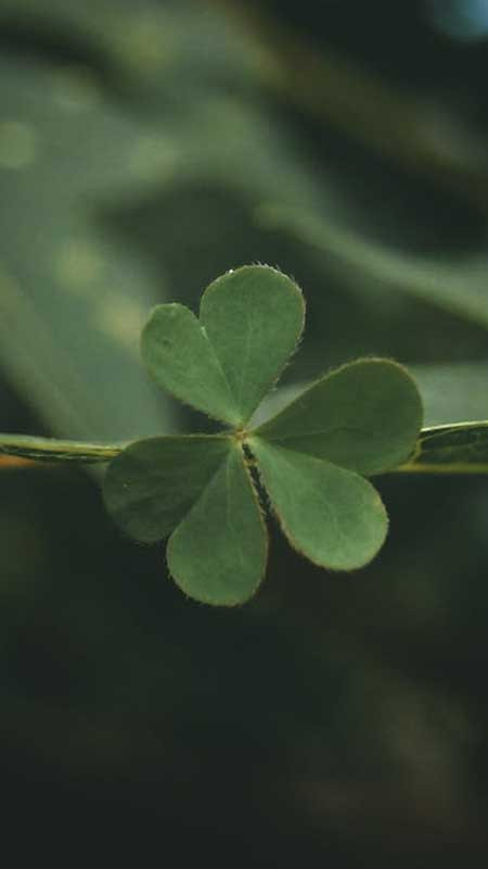 ảnh đại diện Zalo mèo thần tài