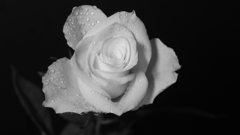 Vẻ Đẹp Vượt Thời Gian Của Ảnh Trắng Đen Ảnh đen trắng chụp cận cảnh một bông hoa