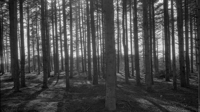 Vẻ Đẹp Vượt Thời Gian Của Ảnh Trắng Đen Ảnh đen trắng của cánh đồng hoặc thảo nguyên rộng lớn