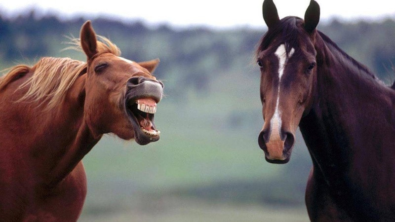 Ảnh động vật hoang dã với khoảnh khắc bất ngờ hài hước