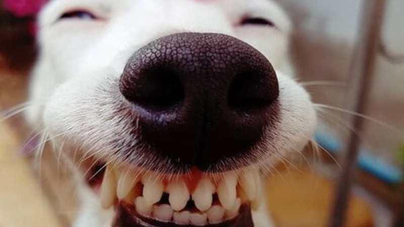 Ảnh động vật với biểu cảm ngây thơ đáng yêu