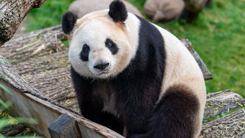 Ảnh gấu trúc con đang leo cây tre