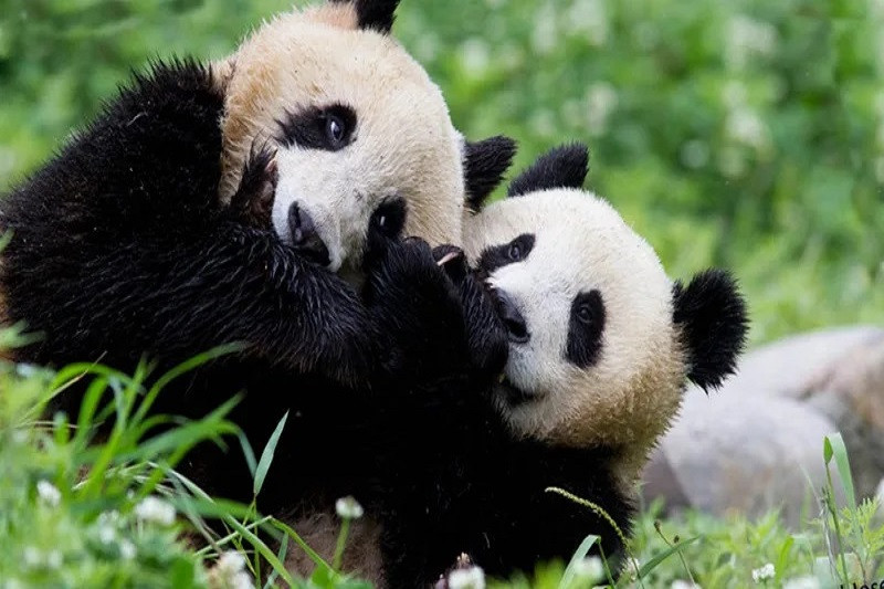 Chiêm Ngưỡng Bộ Sưu Tập Ảnh Gấu Trúc Ảnh gấu trúc con nằm cạnh gấu trúc mẹ