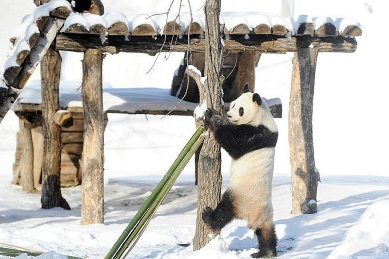 Chiêm Ngưỡng Bộ Sưu Tập Ảnh Gấu Trúc Ảnh gấu trúc con trong tuyết trắng