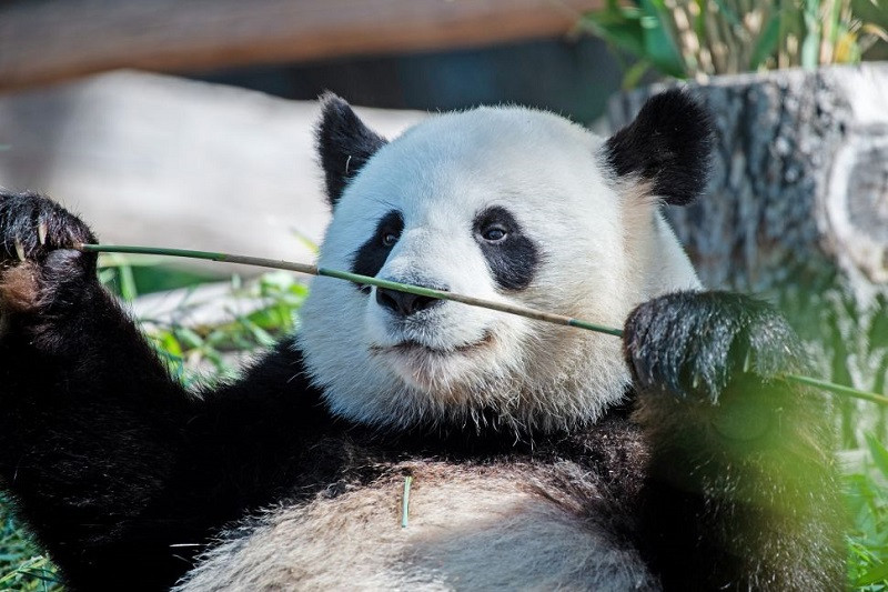 Chiêm Ngưỡng Bộ Sưu Tập Ảnh Gấu Trúc Ảnh gấu trúc đang gặm tre