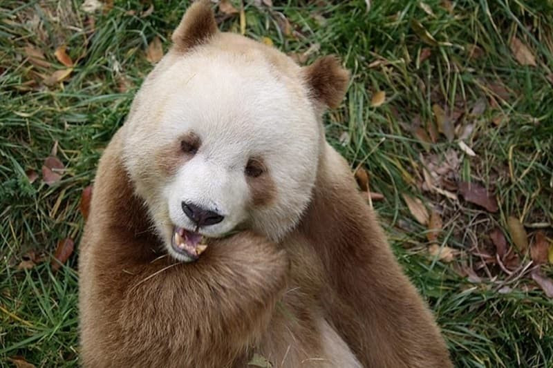 Chiêm Ngưỡng Bộ Sưu Tập Ảnh Gấu Trúc Ảnh gấu trúc nâu Qizai đang ngồi