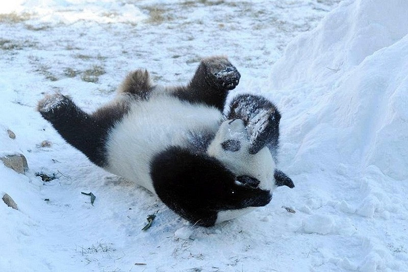 Chiêm Ngưỡng Bộ Sưu Tập Ảnh Gấu Trúc Ảnh gấu trúc ngồi giữa khung cảnh tuyết