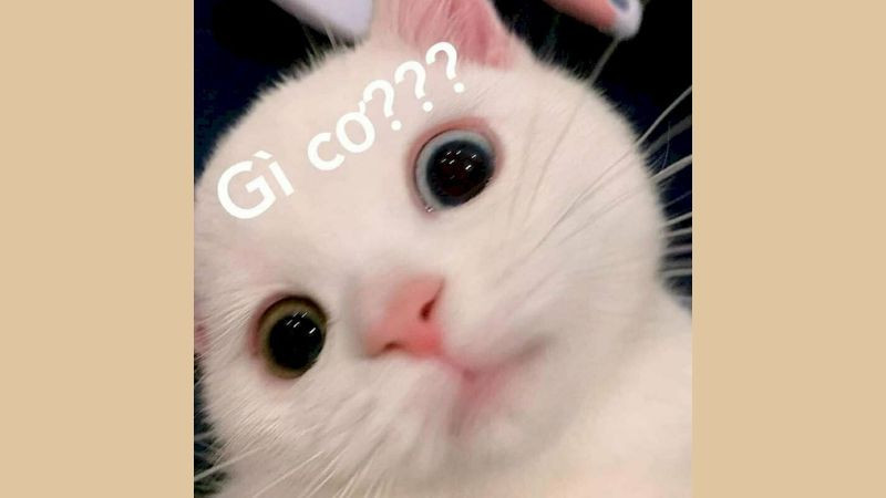 Ảnh GIF động chú mèo Nyan Cat bay trong không gian tạo cầu vồng