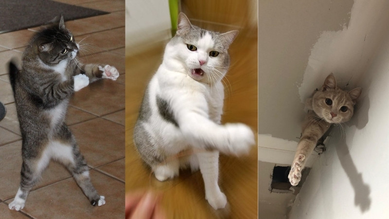 Ảnh gốc của meme Grumpy Cat