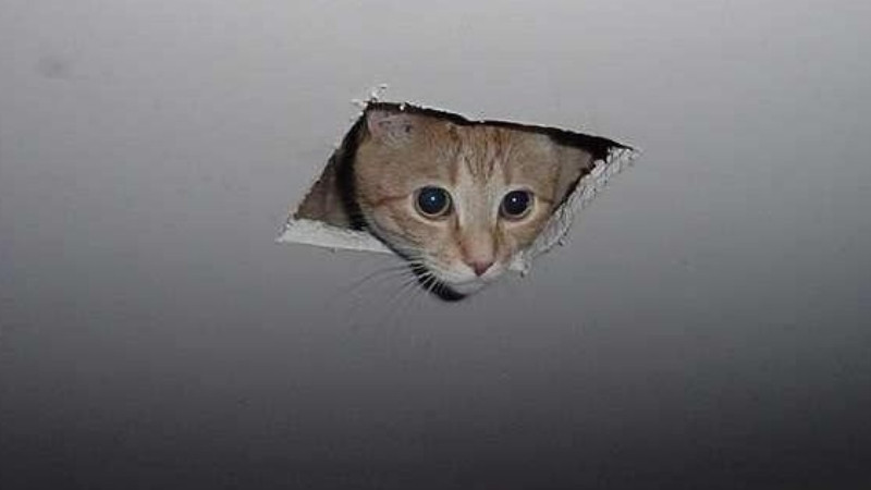 Ảnh gốc của meme Woman Yelling at a Cat (chú mèo)