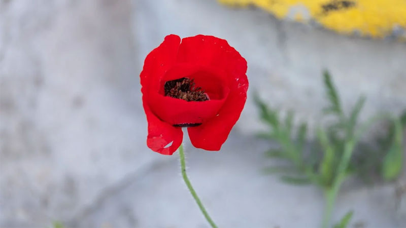 Ảnh hai bông hoa anh túc đỏ mọc trên đồi cỏ