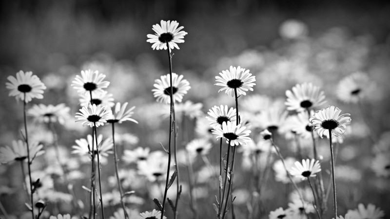 Vẻ Đẹp Vượt Thời Gian Của Ảnh Trắng Đen Ảnh hoa chụp bằng gam màu trắng đen