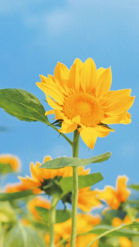 Ảnh hoa hướng dương đơn lẻ hướng về phía mặt trời