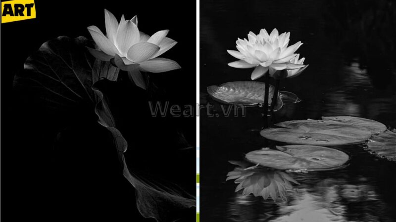 Ảnh Hoa Sen Đen: Biểu Tượng Tĩnh Lặng Sâu Sắc Ảnh Hoa Sen Đen: Biểu Tượng Tĩnh Lặng Sâu Sắc