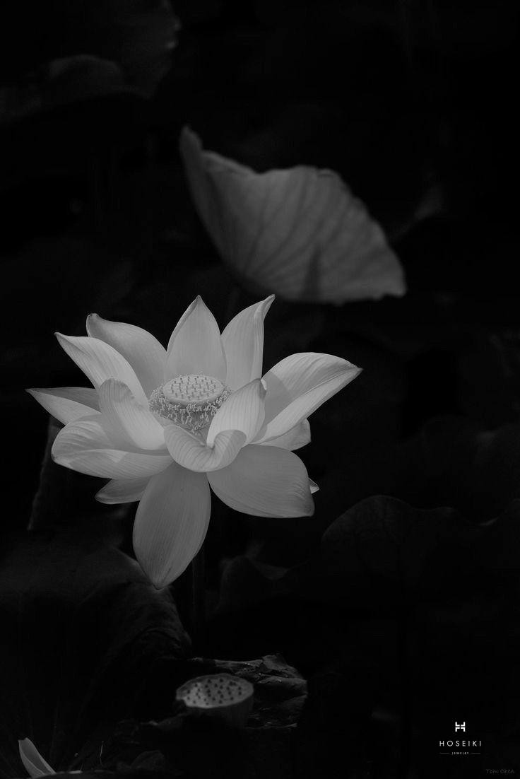 Ảnh hoa sen trắng đám tang – loài hoa của sự thanh cao và vĩnh cửu