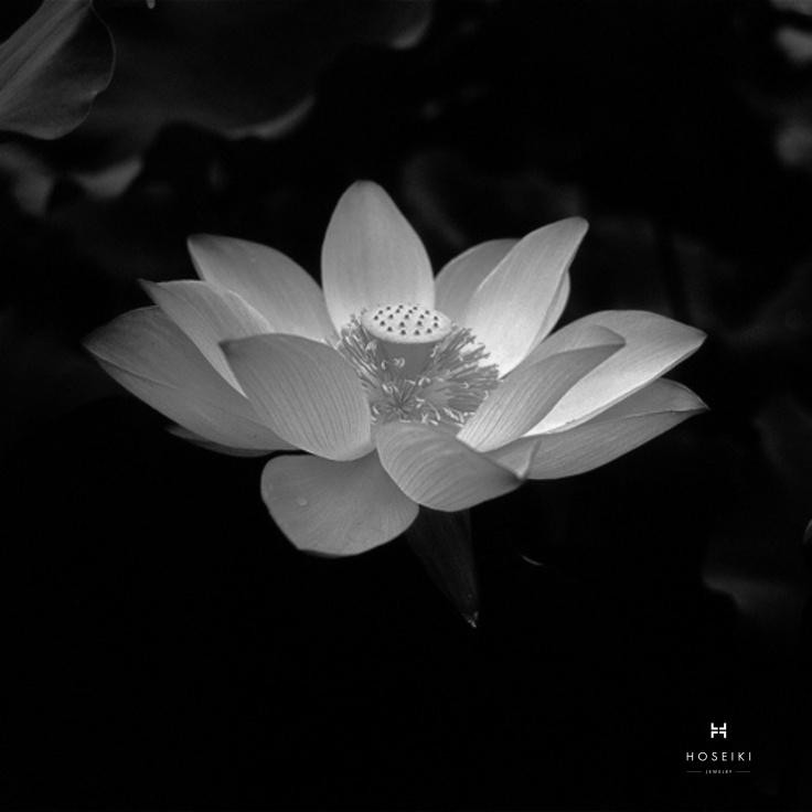 Ảnh hoa sen trắng đám tang mang nét đẹp u buồn nhưng đầy tôn kính