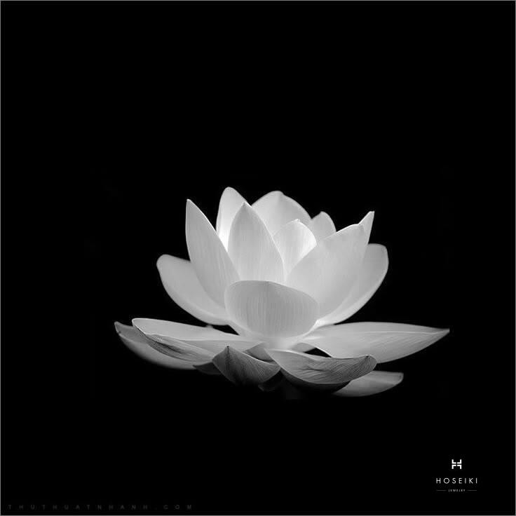 Ảnh hoa sen trắng đám tang mang ý nghĩa tri ân và tưởng nhớ