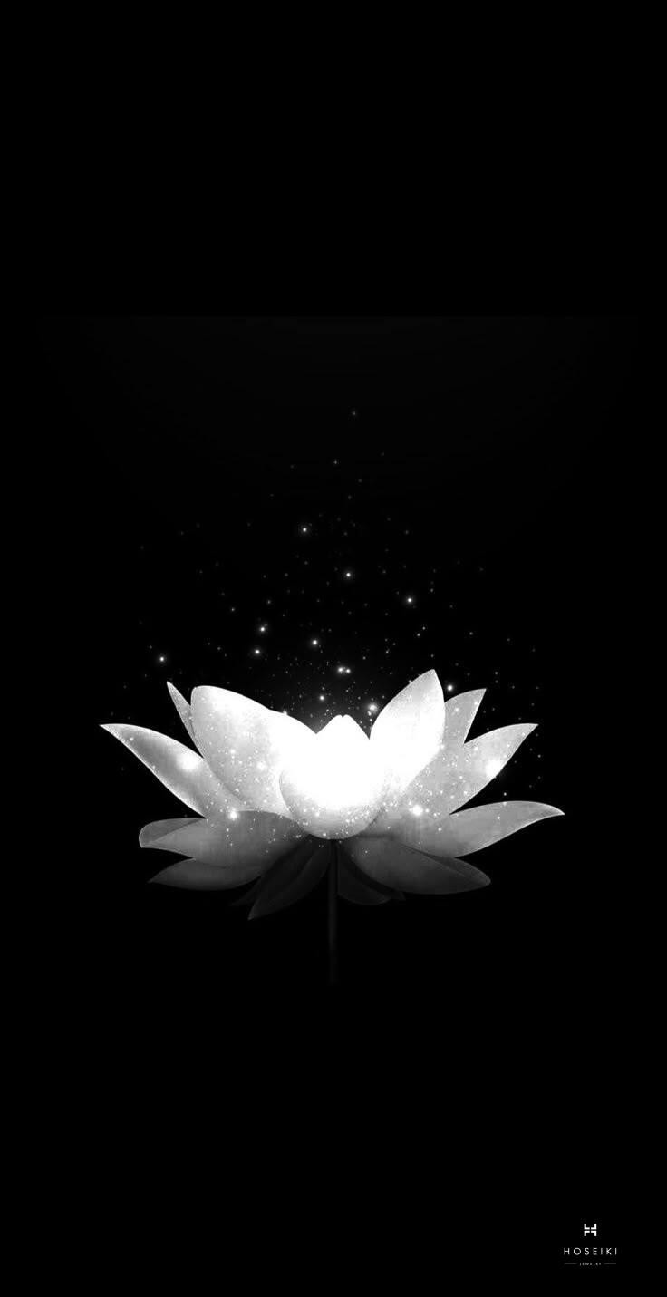 Ảnh hoa sen trắng đám tang như một nén tâm hương gửi đến người đã khuất