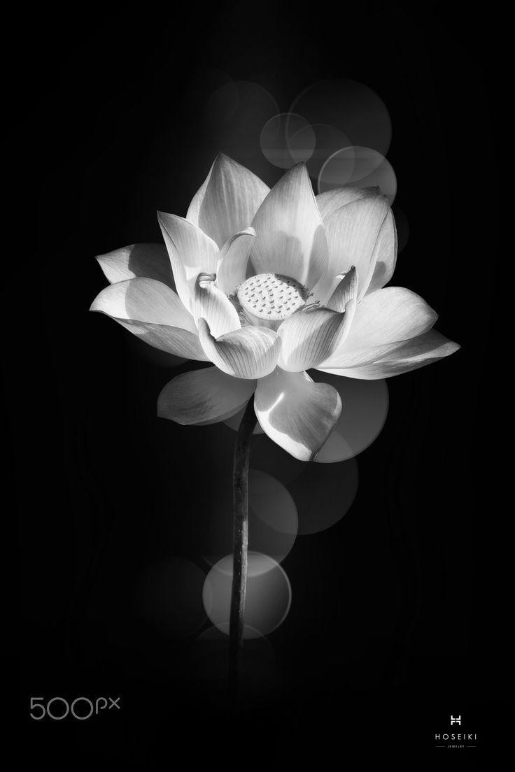 Ảnh hoa sen trắng đám tang với màu sắc đơn giản nhưng chất chứa nhiều cảm xúc